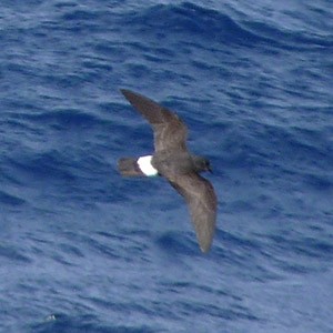 European Storm-petrel - Hydrobates pelagicus © John Muddeman